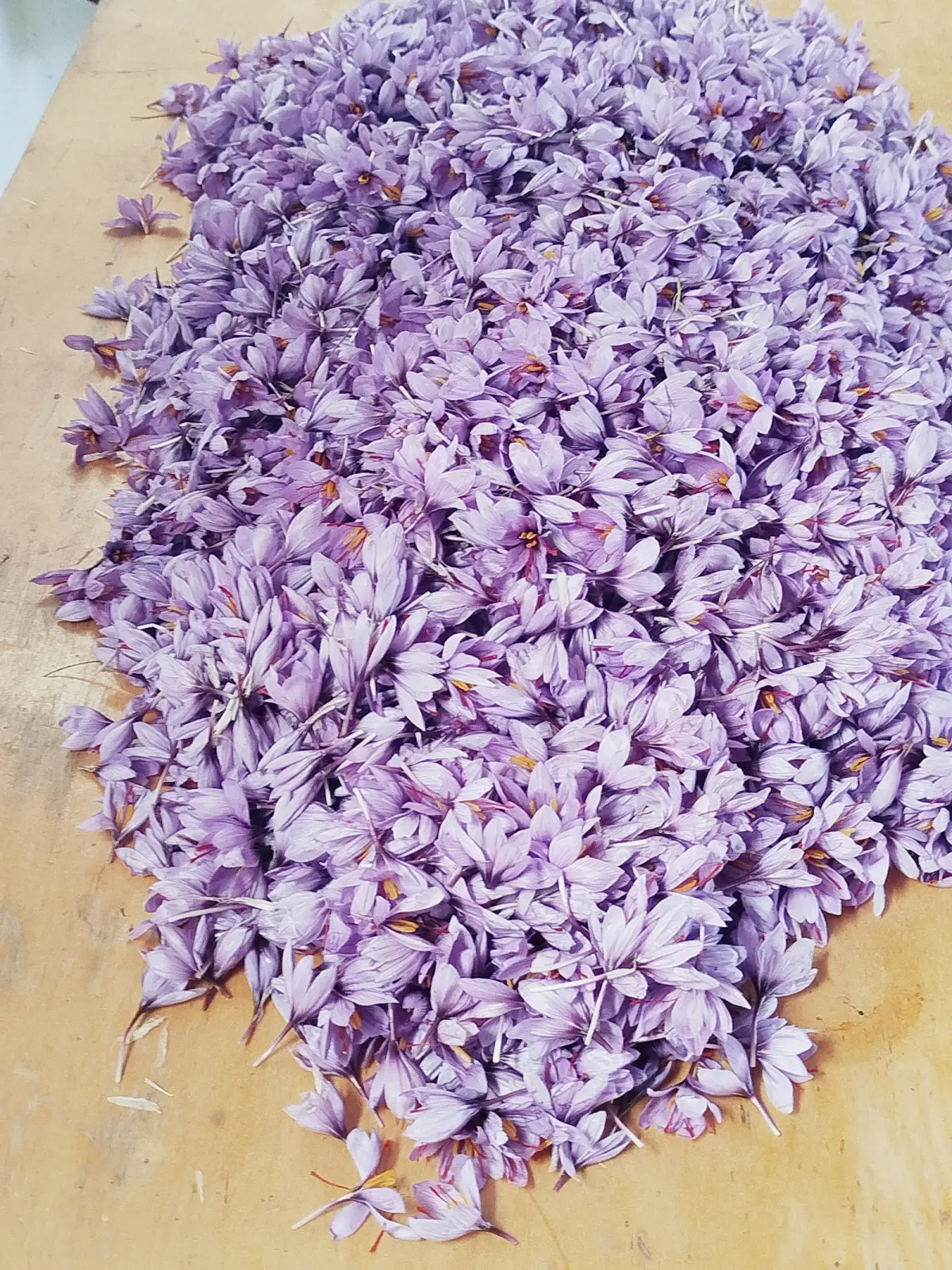 Zəfəran — Dənlilər, Otlar Yemlər,  Bitkilər, Bakı