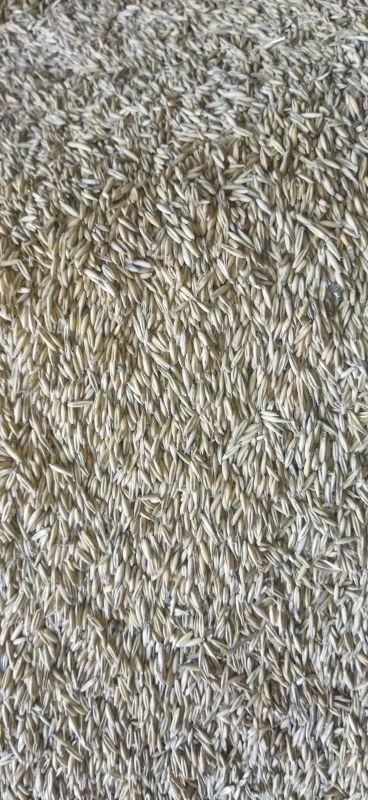 Vələmir — Dənlilər, Otlar Yemlər,  Bitkilər, Oğuz