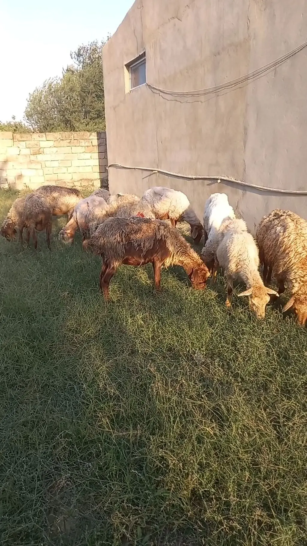 Qoyunlar — Heyvanlar, Quşlar, Balıqlar, Bakı