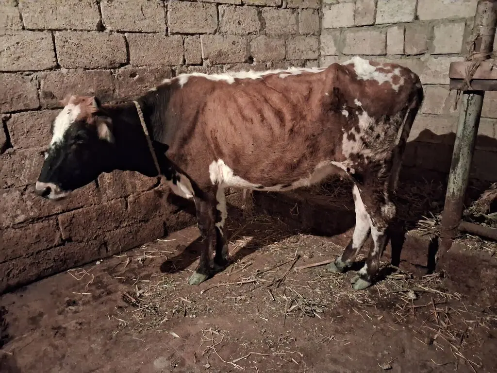 İnəklər — Heyvanlar, Quşlar, Balıqlar, Xırdalan