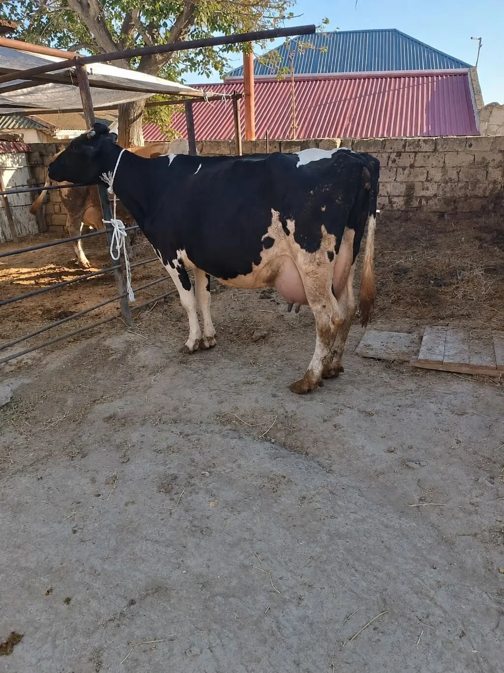 İnək — Heyvanlar, Quşlar, Balıqlar, Bakı