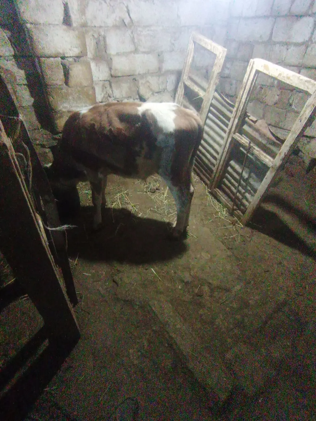 Dana — Heyvanlar, Quşlar, Balıqlar, Xırdalan