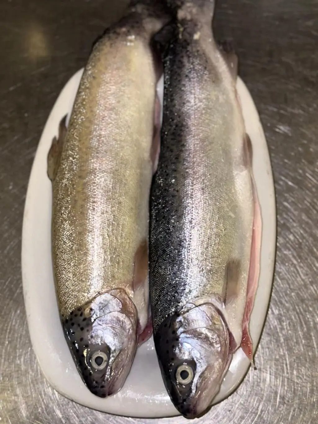 Forel — Heyvanlar, Quşlar, Balıqlar, Bakı