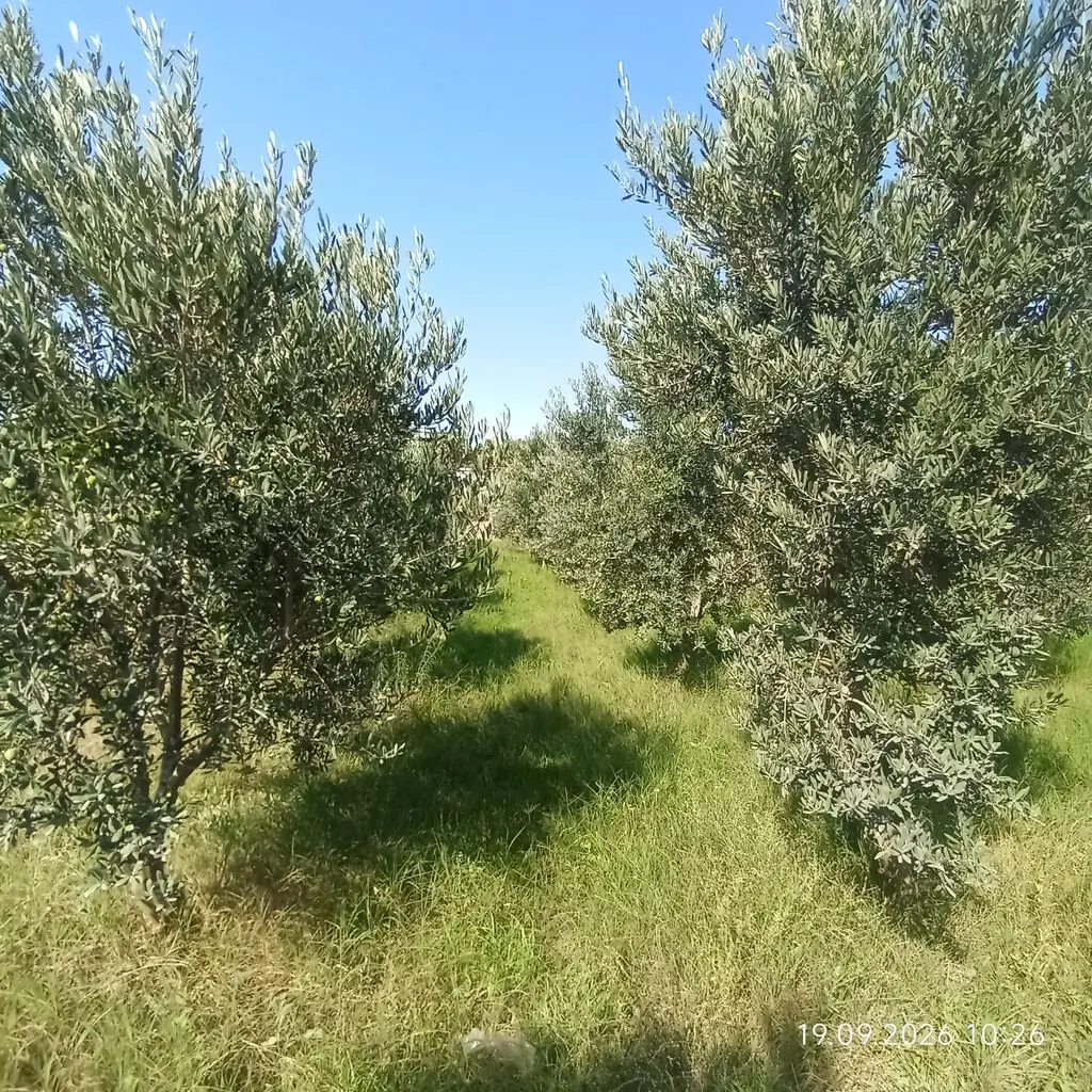 Оливки — Фрукты и Ягоды, Баку