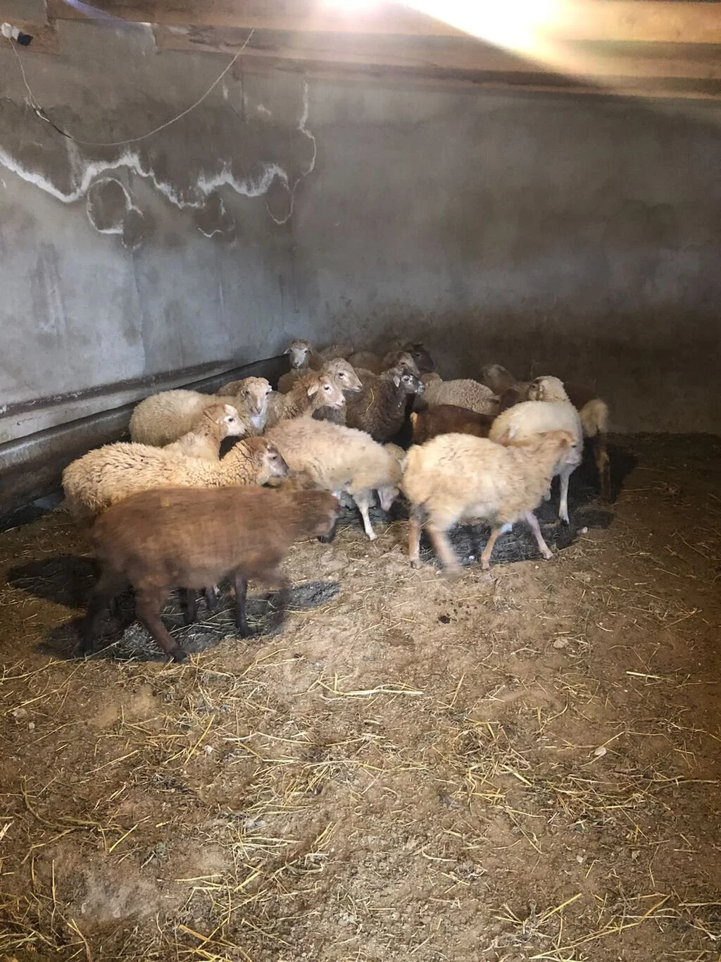 Quzu — Heyvanlar, Quşlar, Balıqlar, Bakı