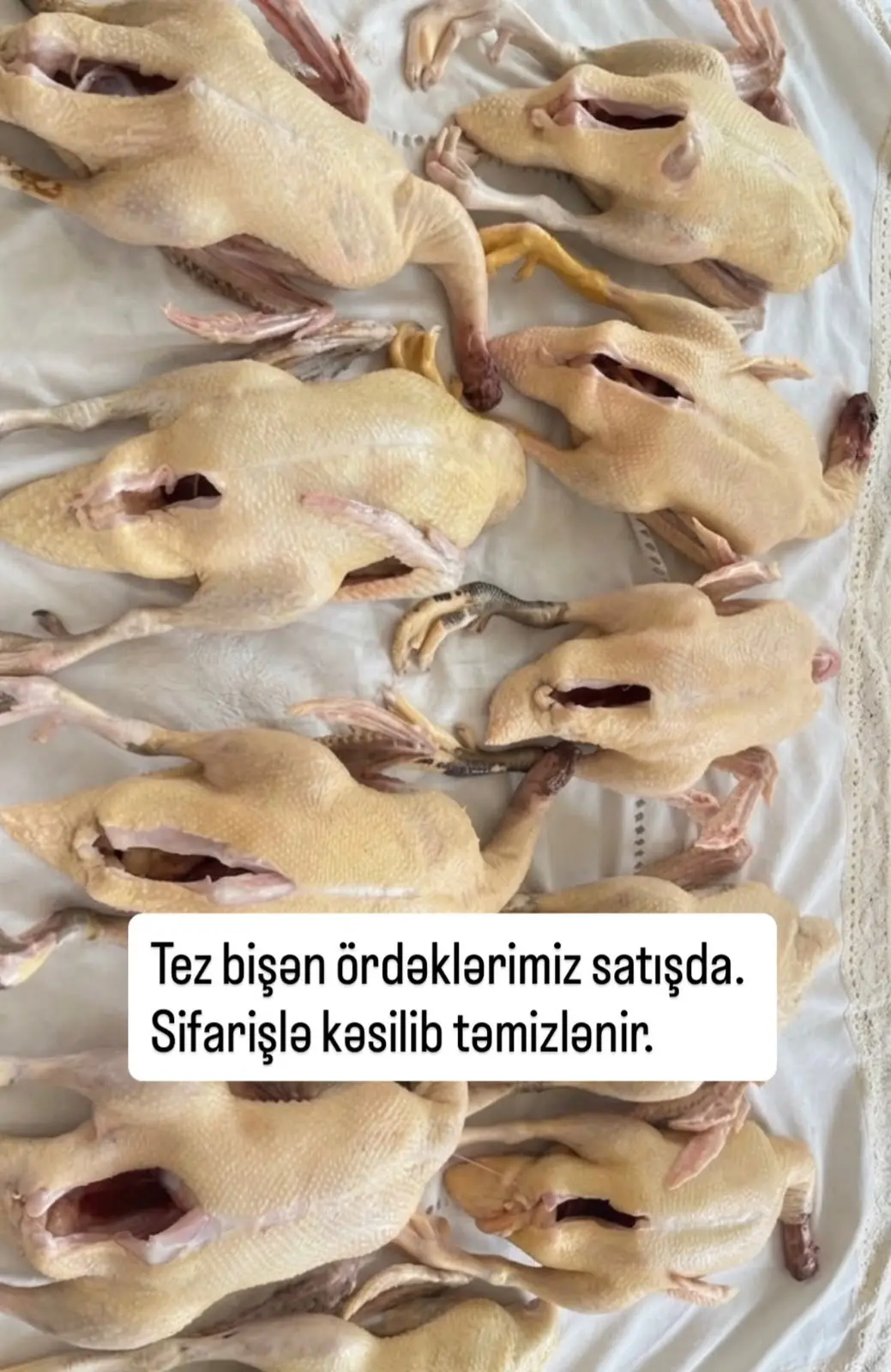 Ördək — Heyvanlar, Quşlar, Balıqlar, Bakı