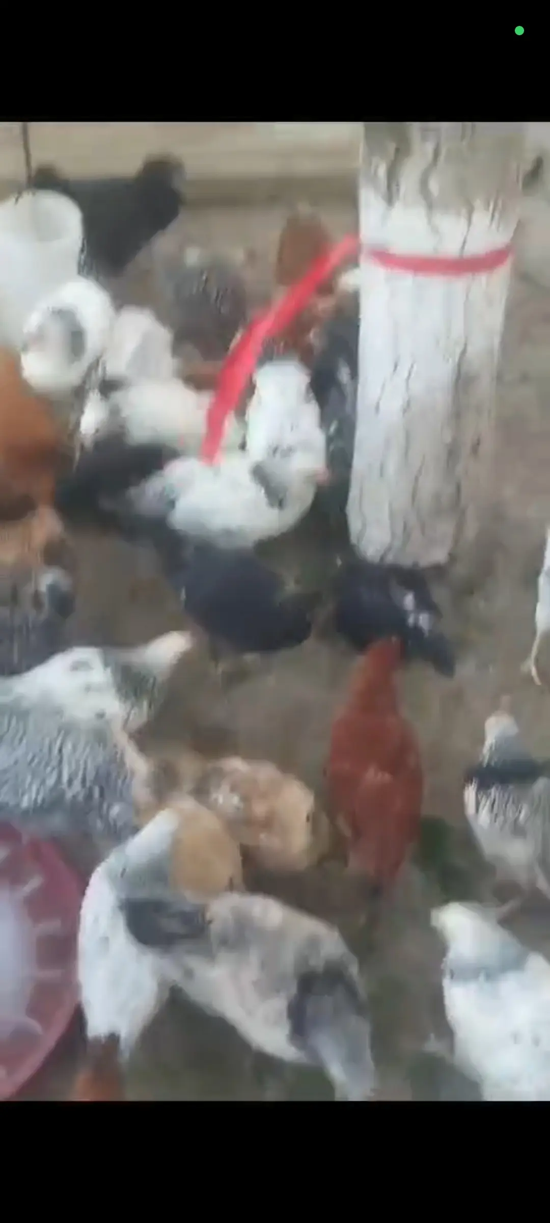 Çolpalar — Heyvanlar, Quşlar, Balıqlar, Bakı