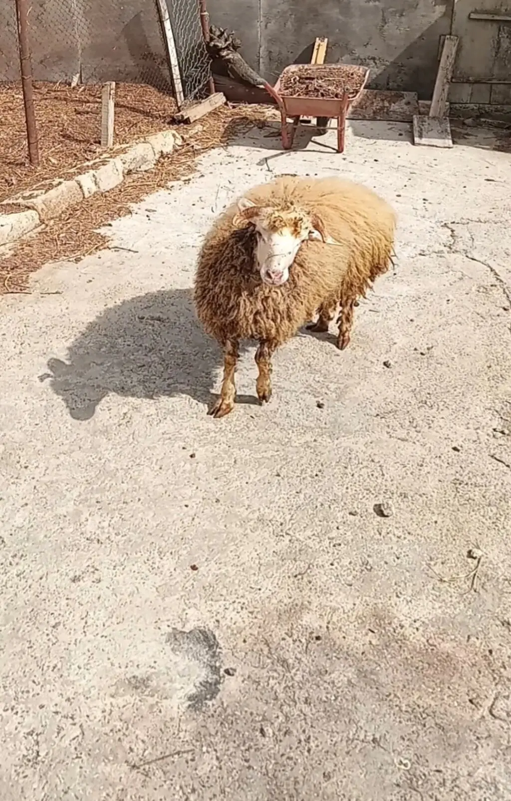 Toğlu — Heyvanlar, Quşlar, Balıqlar, Xırdalan