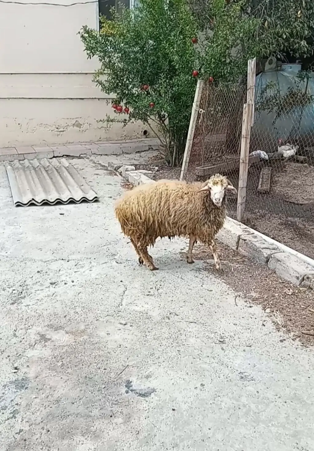 Toğlu — Heyvanlar, Quşlar, Balıqlar, Xırdalan