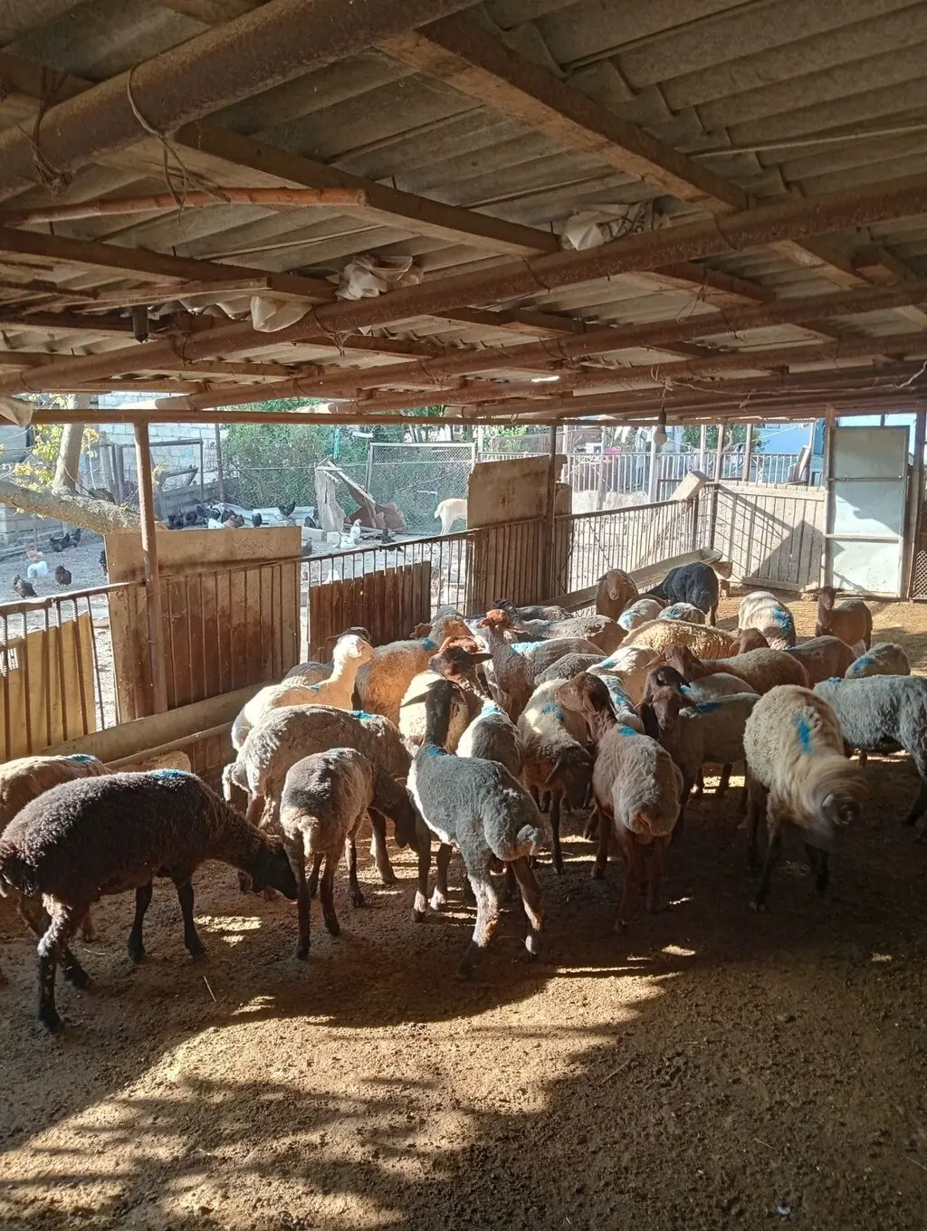 Toğlular — Heyvanlar, Quşlar, Balıqlar, Qobustan