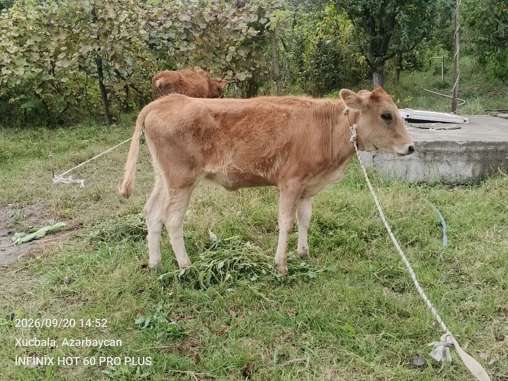 Danalar — Heyvanlar, Quşlar, Balıqlar, Quba