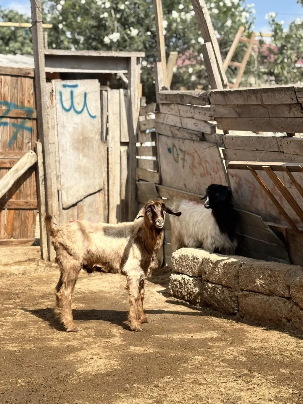 Çəpiş — Heyvanlar, Quşlar, Balıqlar, Bakı