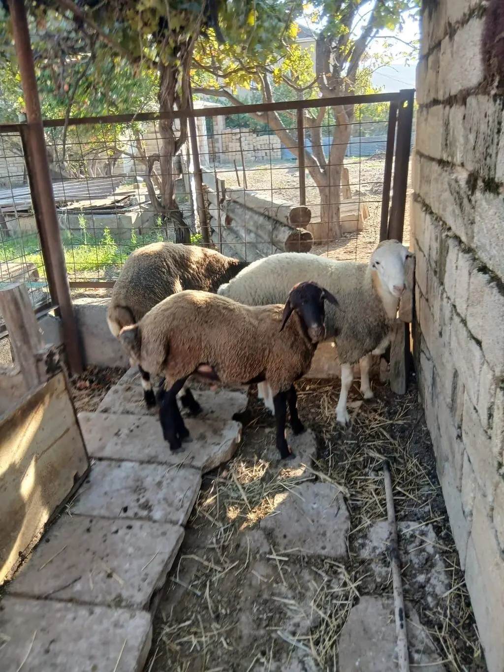 Qoyunlar — Heyvanlar, Quşlar, Balıqlar, Bakı