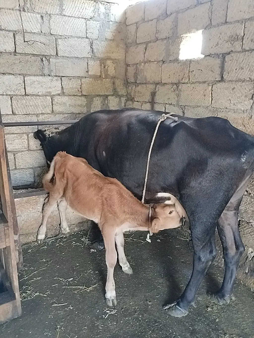 Balalı inək — Heyvanlar, Quşlar, Balıqlar, Sumqayıt