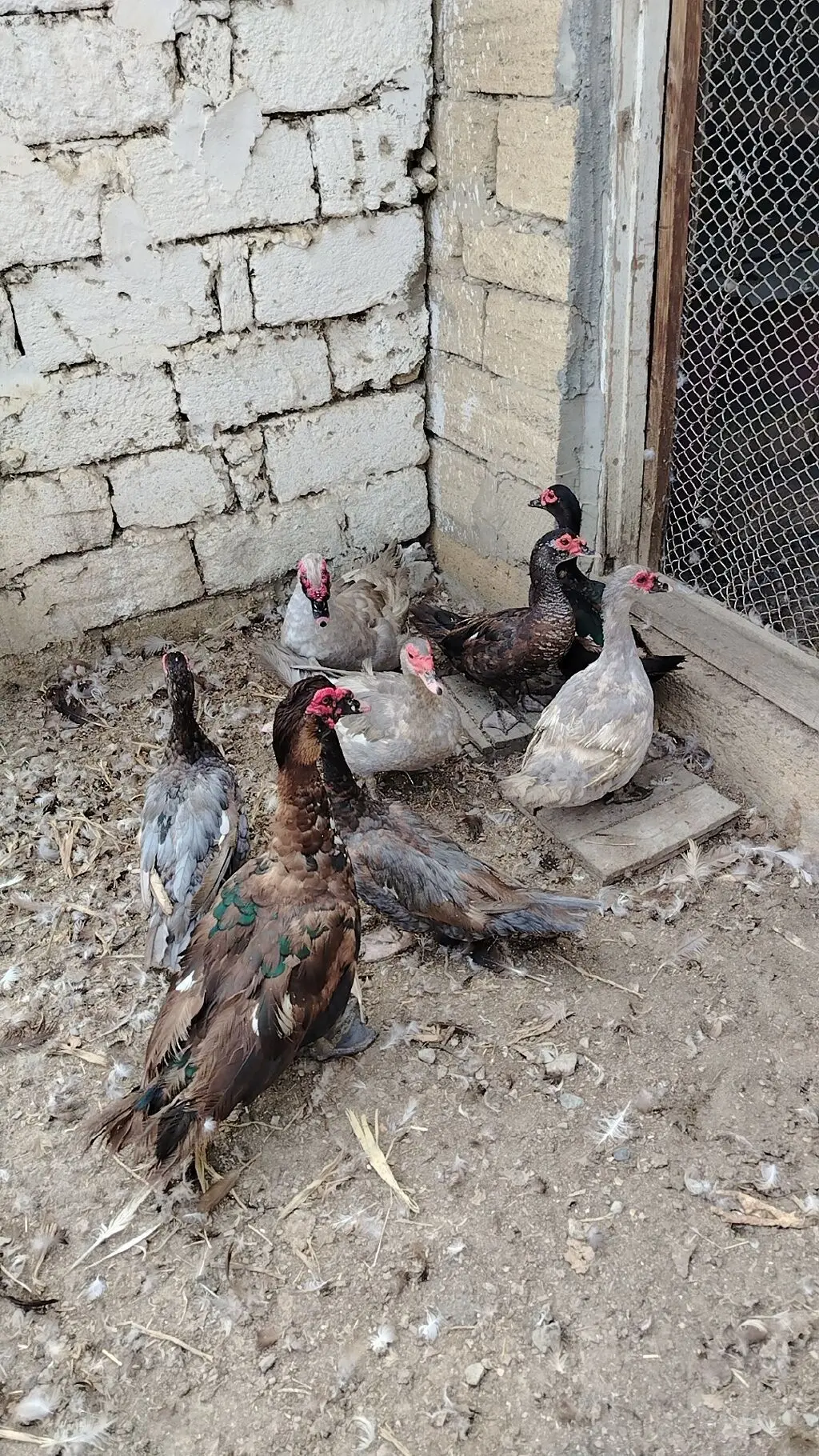 Ördək yumurtası — Heyvanlar, Quşlar, Balıqlar, Xırdalan