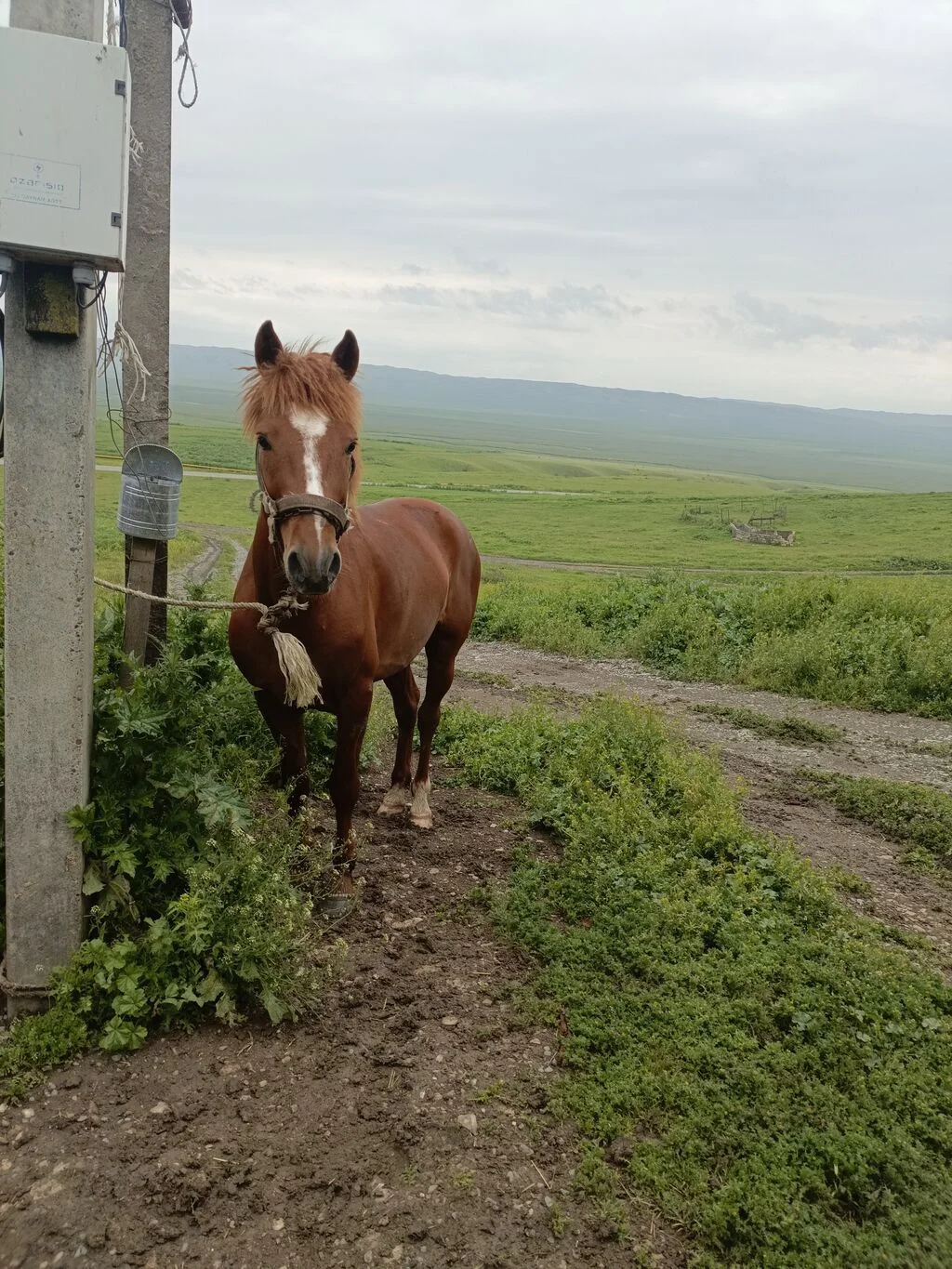 At — Heyvanlar, Quşlar, Balıqlar, Oğuz