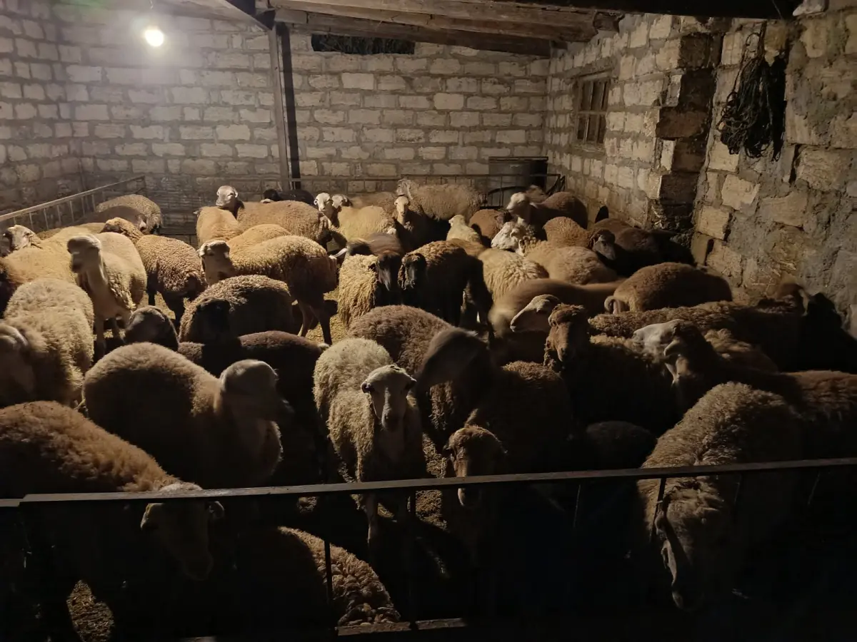 Quzular — Heyvanlar, Quşlar, Balıqlar, Yevlax