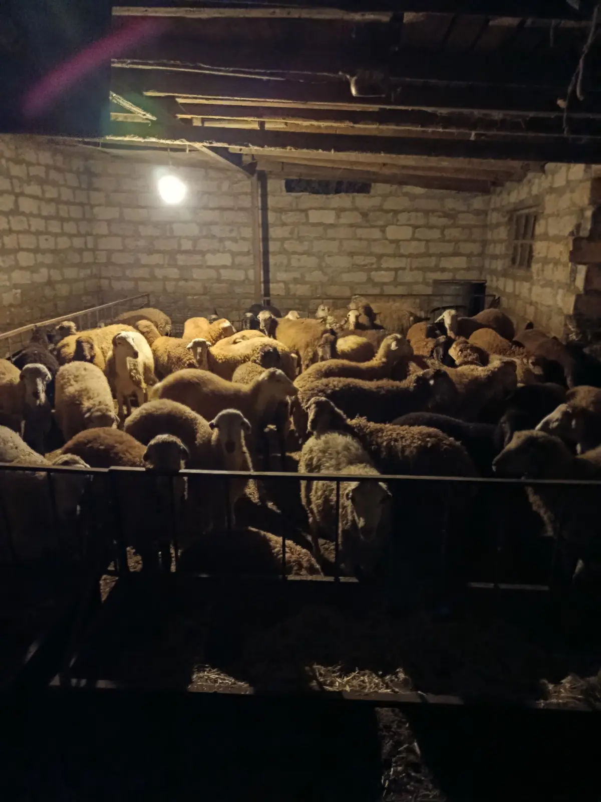 Quzular — Heyvanlar, Quşlar, Balıqlar, Yevlax