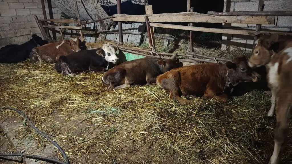İnəklər — Heyvanlar, Quşlar, Balıqlar, Xudat