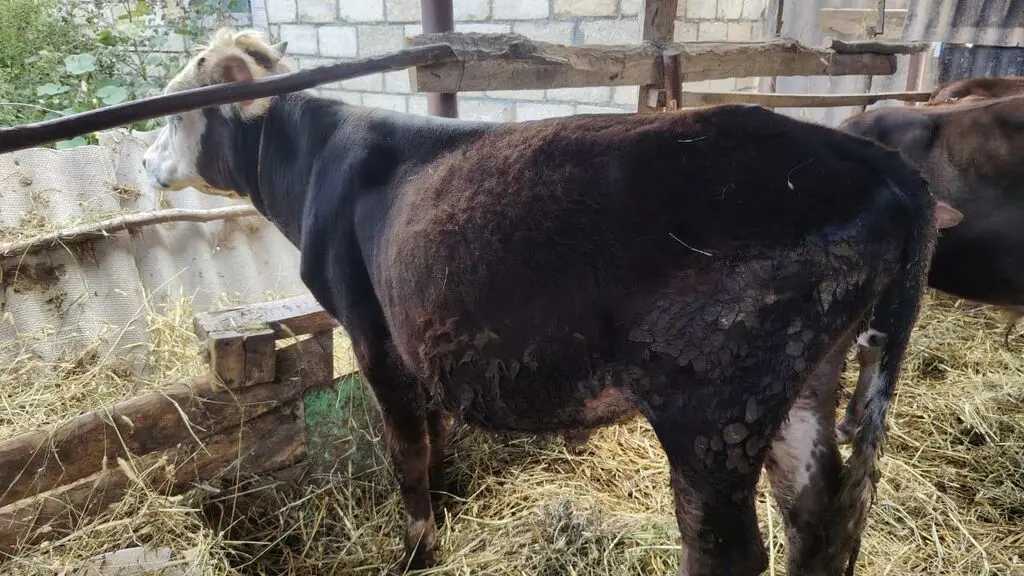 İnəklər — Heyvanlar, Quşlar, Balıqlar, Xudat