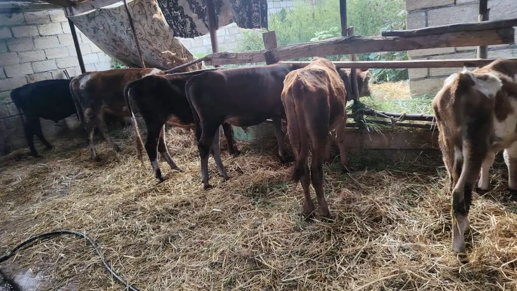 İnəklər — Heyvanlar, Quşlar, Balıqlar, Xudat