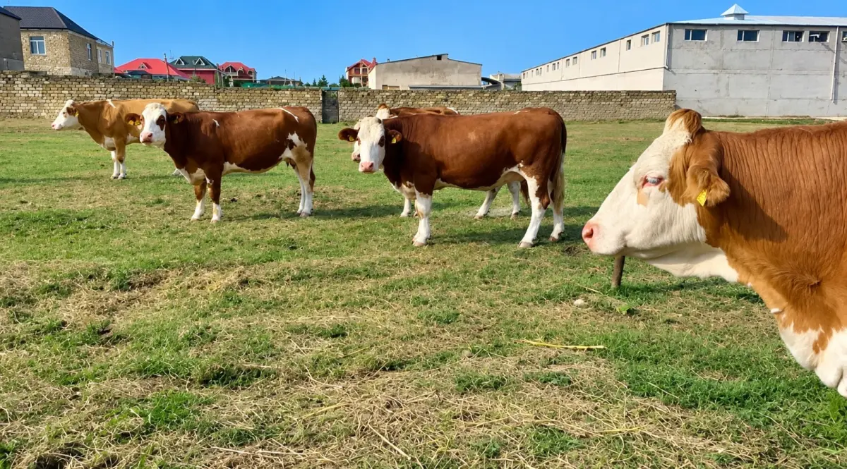 İnəklər — Heyvanlar, Quşlar, Balıqlar, Bakı