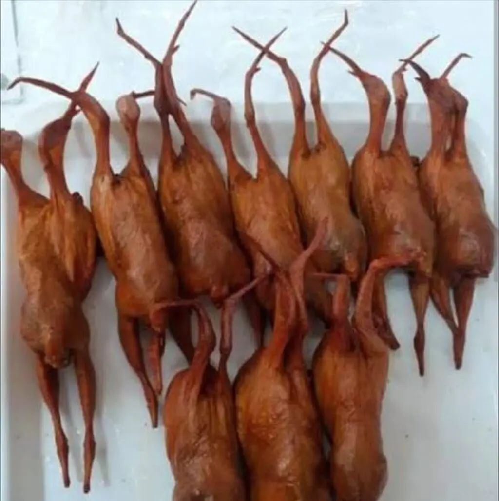Bildirçin — Heyvanlar, Quşlar, Balıqlar, Balakən