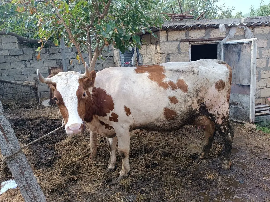 Balalı inək — Heyvanlar, Quşlar, Balıqlar, Xırdalan