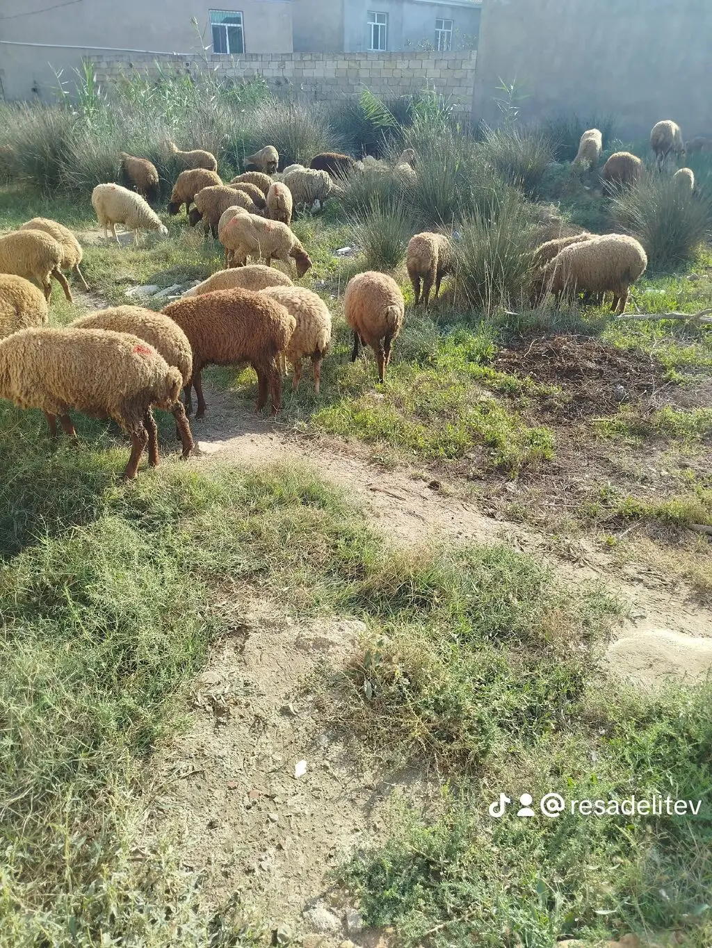 Quzular — Heyvanlar, Quşlar, Balıqlar, Bakı
