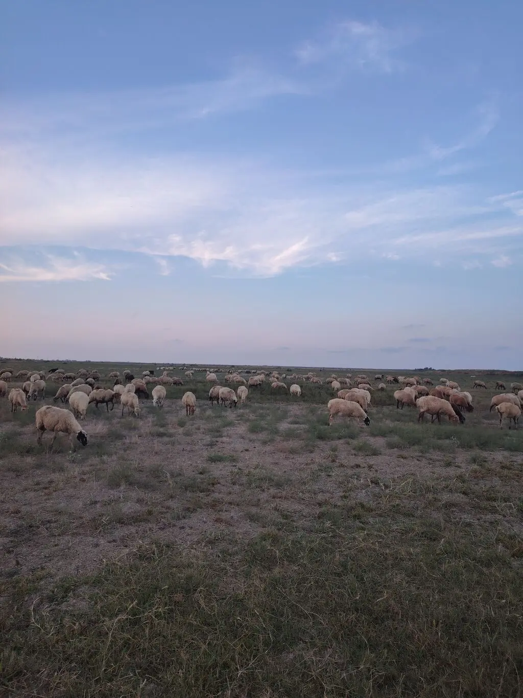 Qoyunlar — Heyvanlar, Quşlar, Balıqlar, Şabran