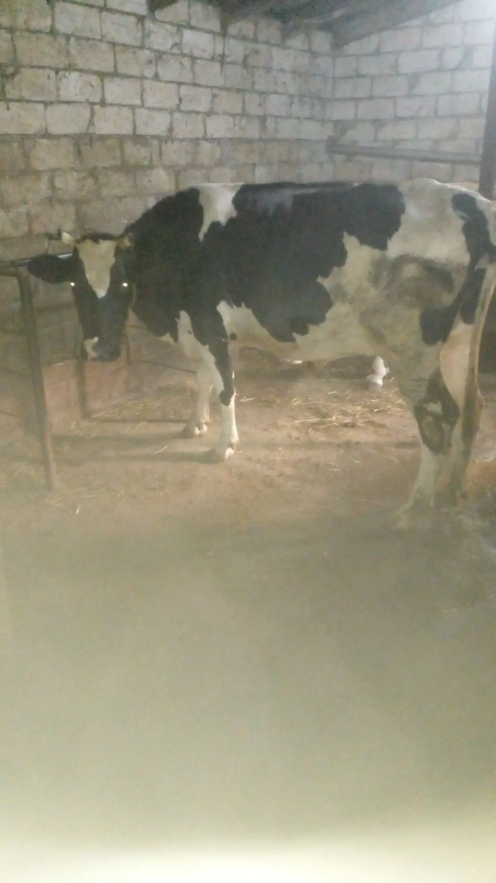 İnəklər — Heyvanlar, Quşlar, Balıqlar, Sumqayıt