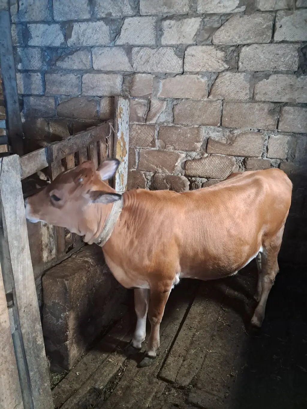 Dana — Heyvanlar, Quşlar, Balıqlar, Xırdalan