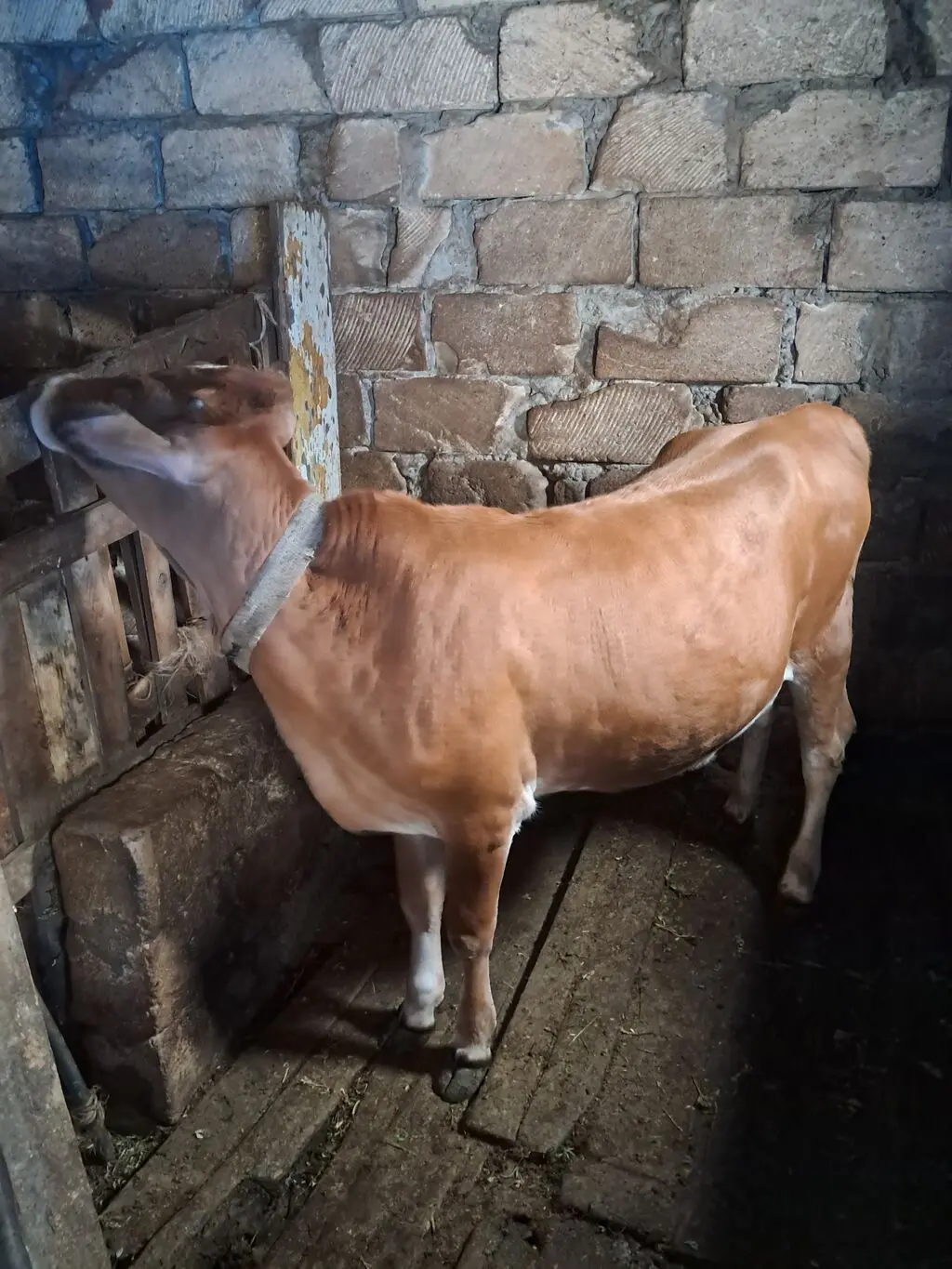 Dana — Heyvanlar, Quşlar, Balıqlar, Xırdalan