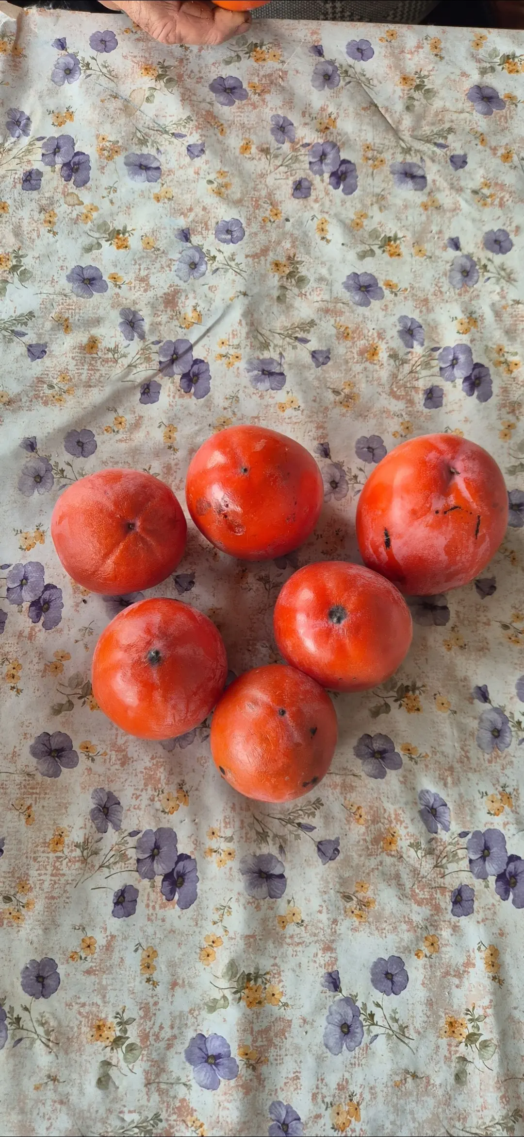 Ağac — Dənlilər, Otlar Yemlər,  Bitkilər, Tərtər