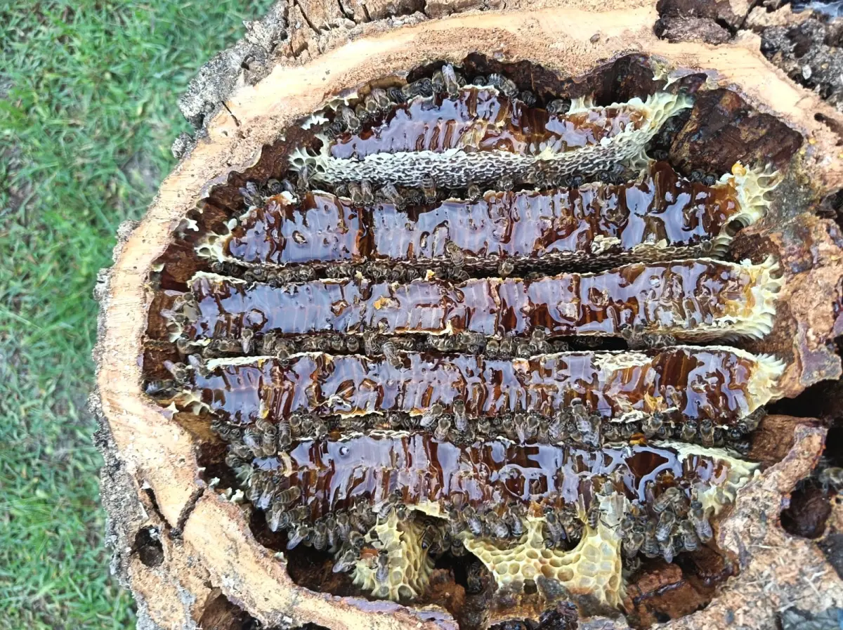 Honey — Processed Agricultural Products, Gabala