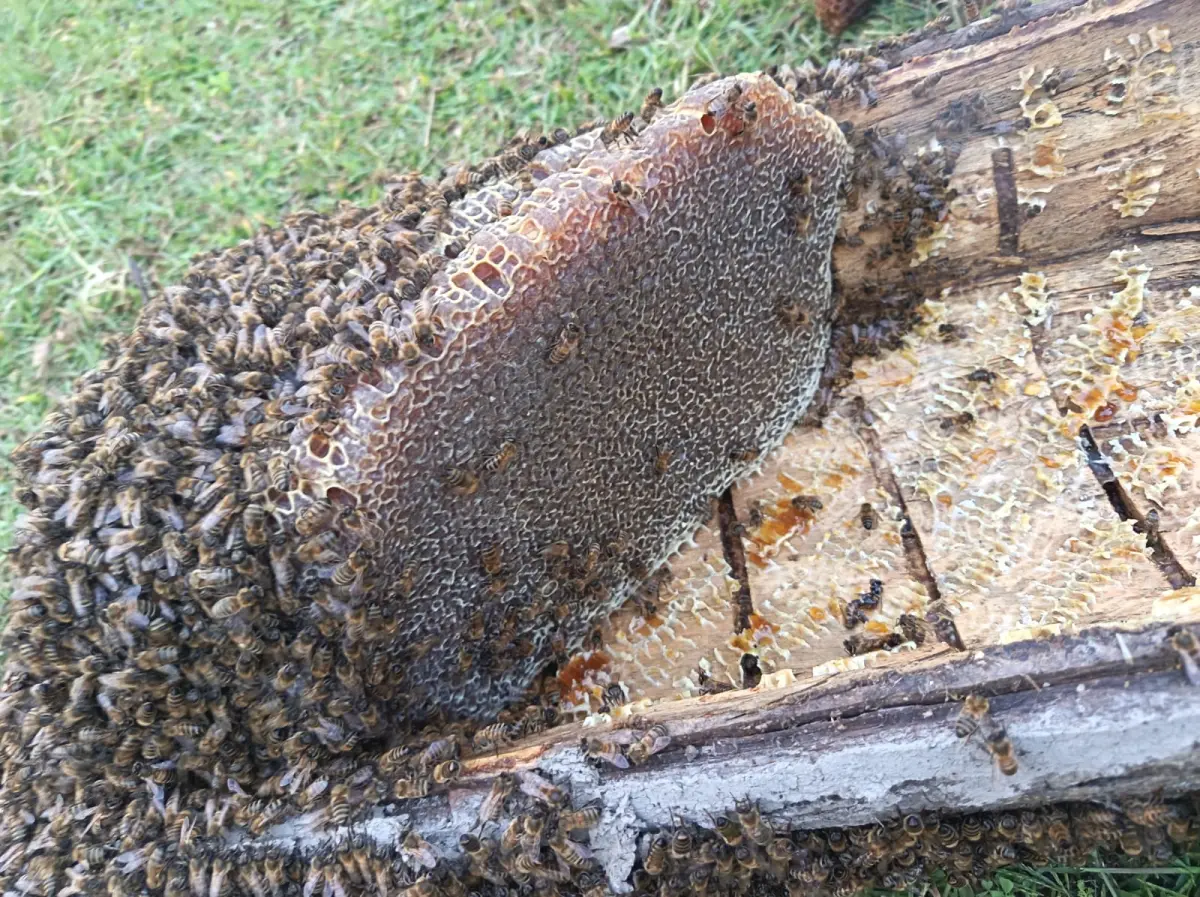Honey — Processed Agricultural Products, Gabala