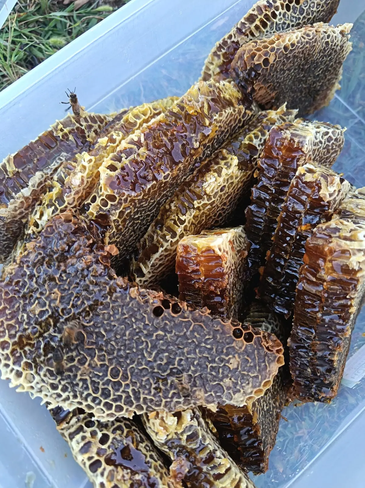 Honey — Processed Agricultural Products, Gabala