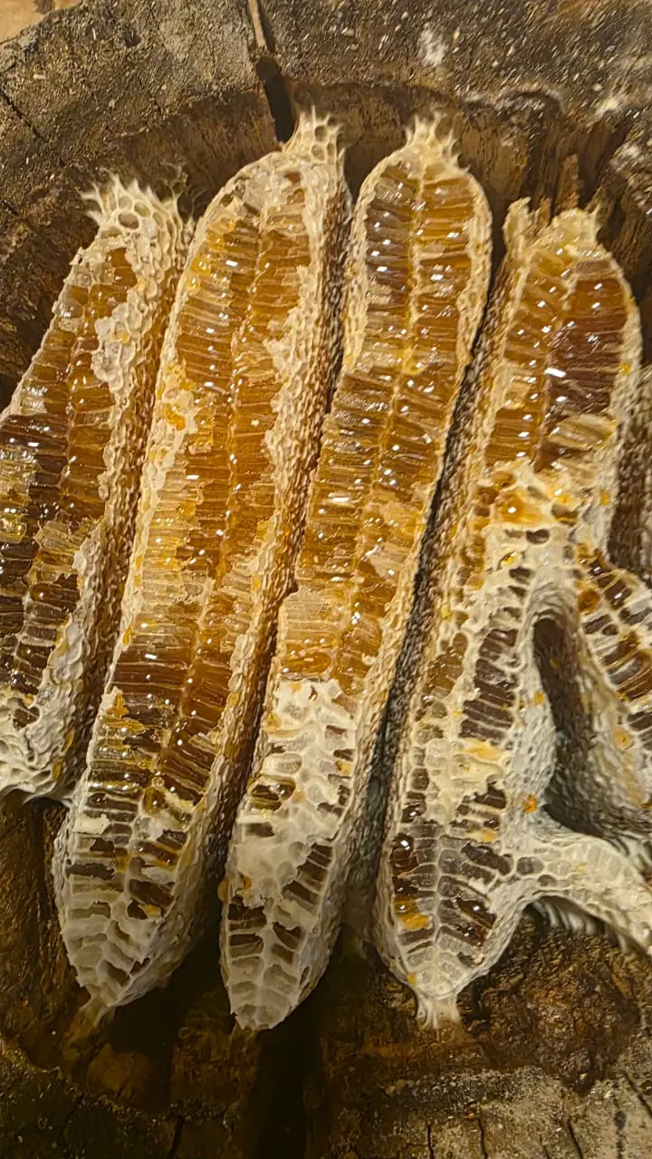 Honey — Processed Agricultural Products, Gabala