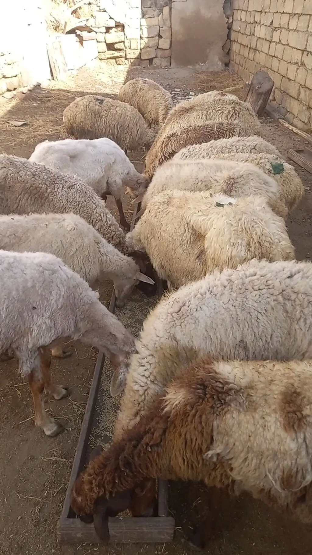Qoyunlar — Heyvanlar, Quşlar, Balıqlar, Bakı