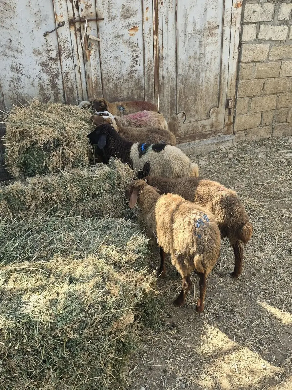 Quzular — Heyvanlar, Quşlar, Balıqlar, Bakı
