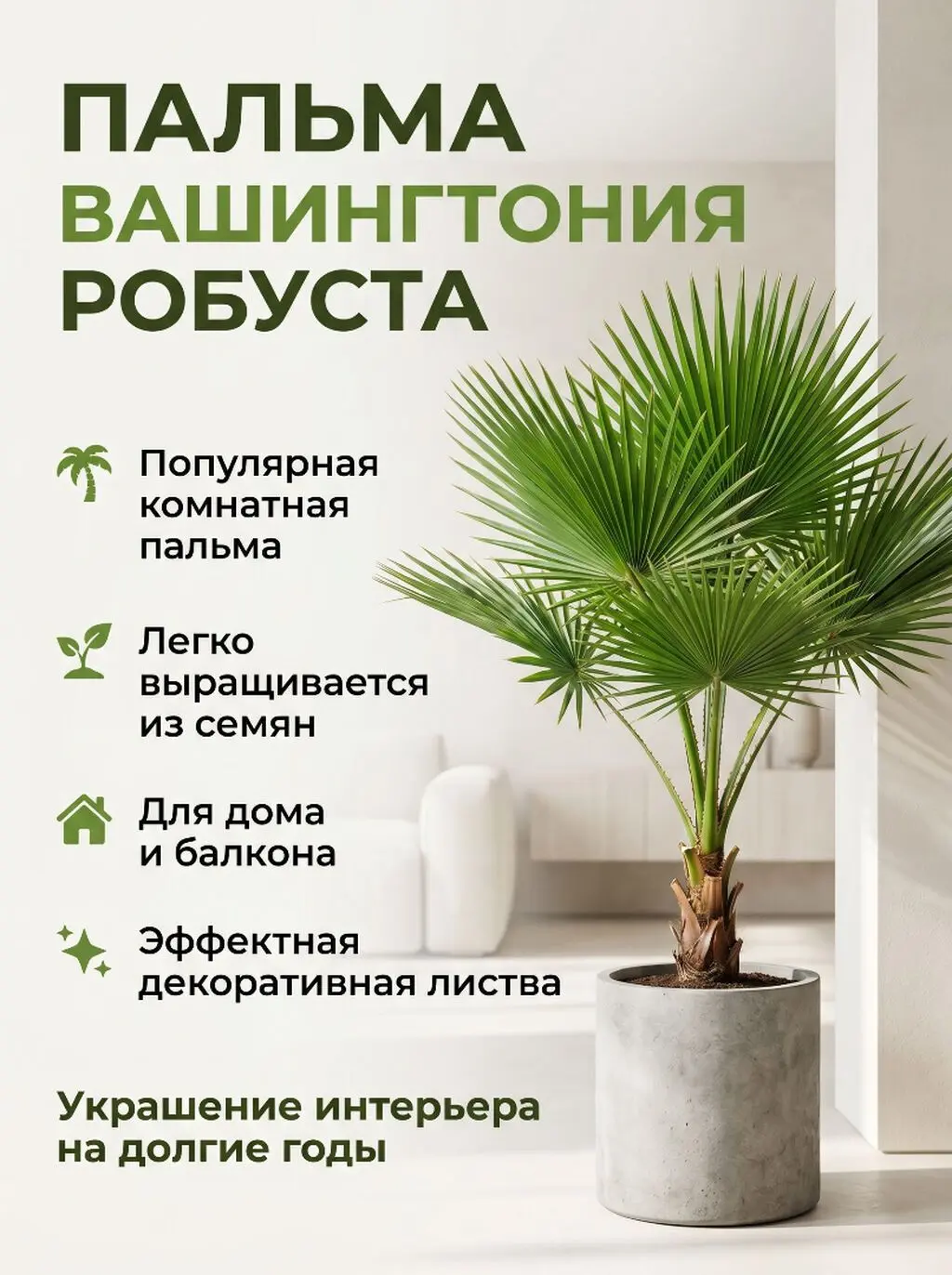 Palma ağacı — Dənlilər, Otlar Yemlər,  Bitkilər, Bakı