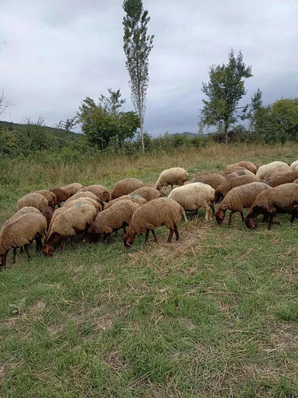 Qoyunlar — Heyvanlar, Quşlar, Balıqlar, Quba