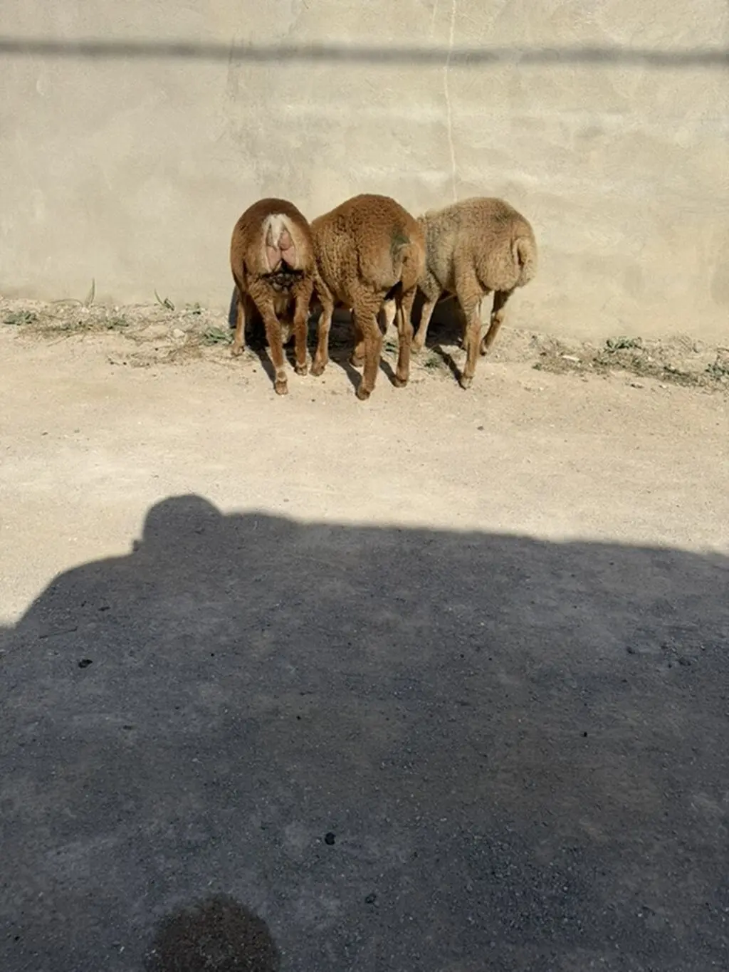 Qoyunlar — Heyvanlar, Quşlar, Balıqlar, Bakı