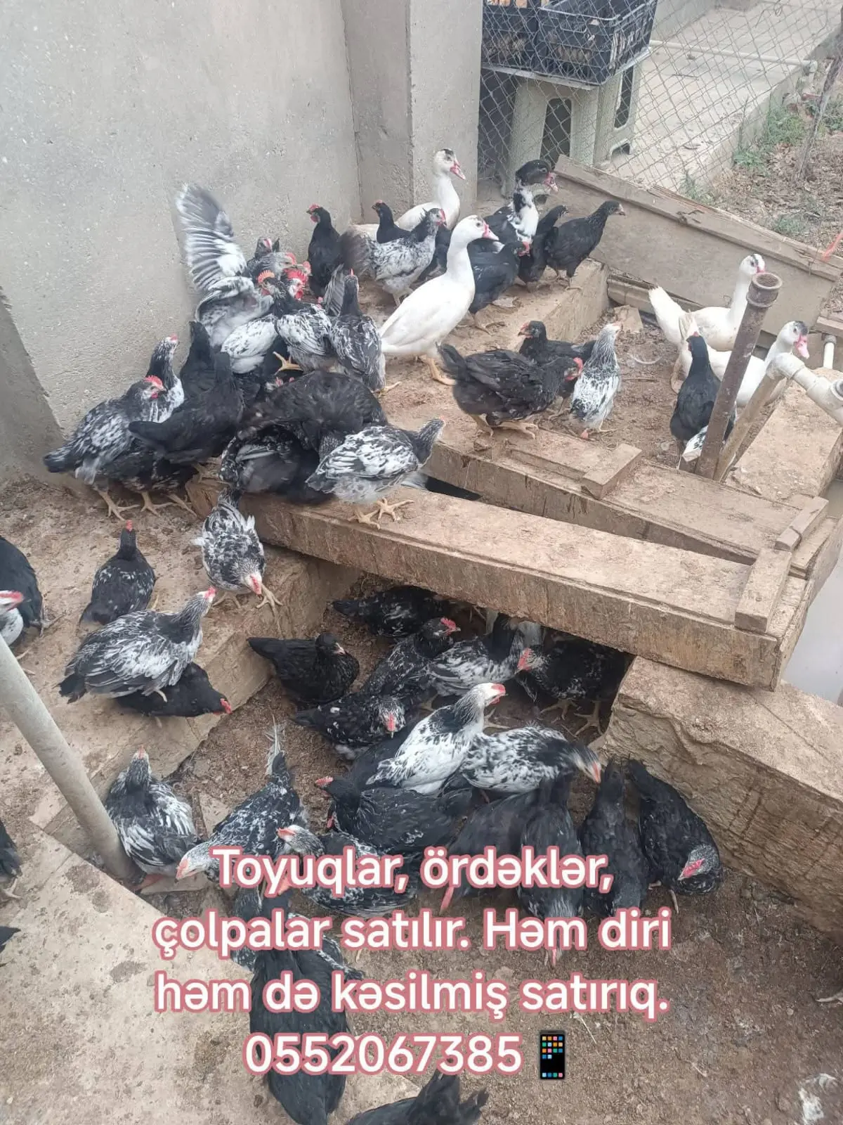 Ördək əti — Heyvanlar, Quşlar, Balıqlar, Bakı