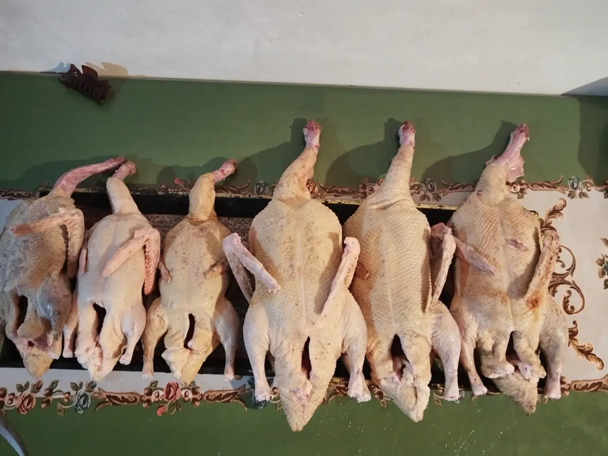 Ördək əti — Heyvanlar, Quşlar, Balıqlar, Lənkəran