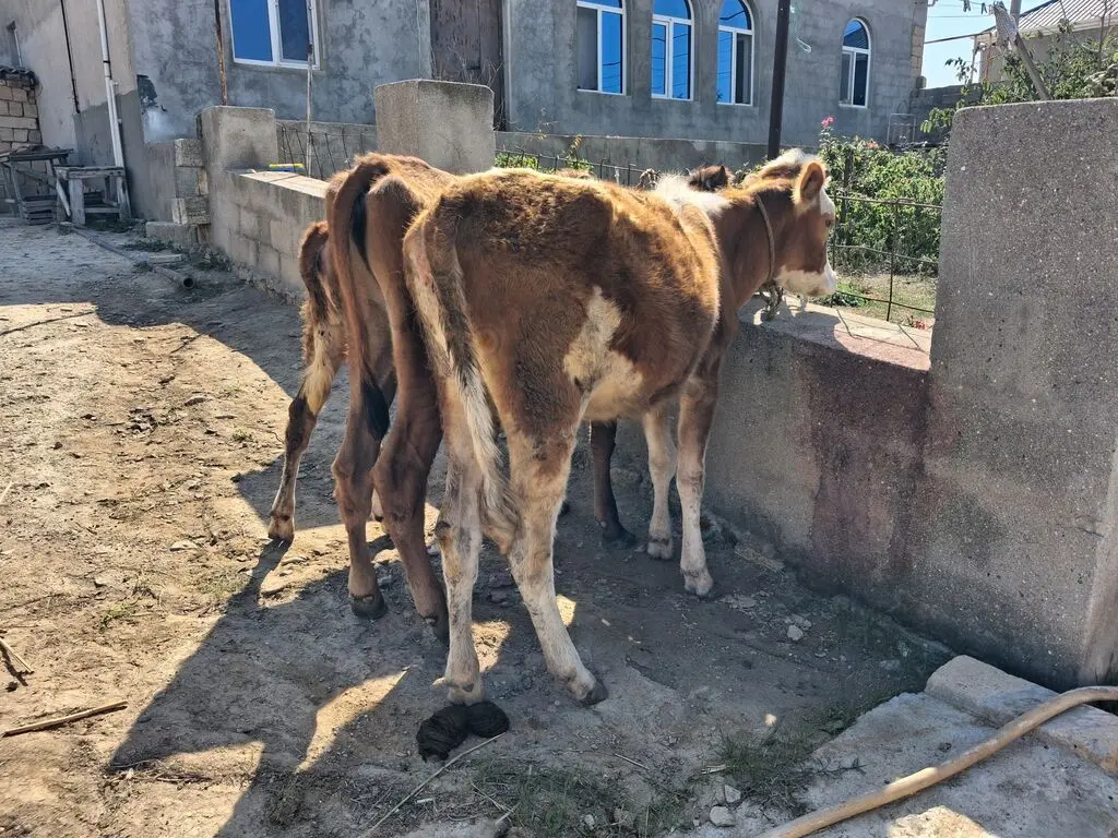 buzovlar — Heyvanlar, Quşlar, Balıqlar, Xırdalan