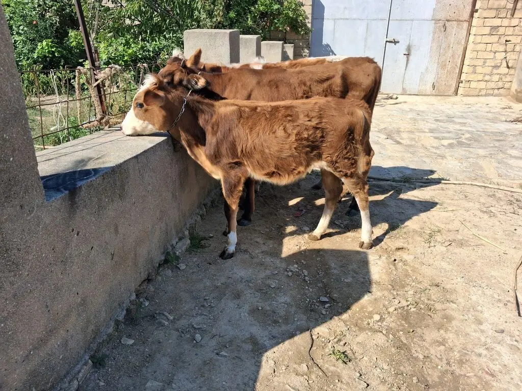 buzovlar — Heyvanlar, Quşlar, Balıqlar, Xırdalan