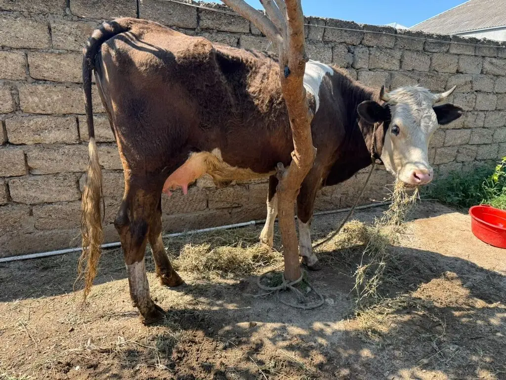 Balalı inək — Heyvanlar, Quşlar, Balıqlar, Bakı