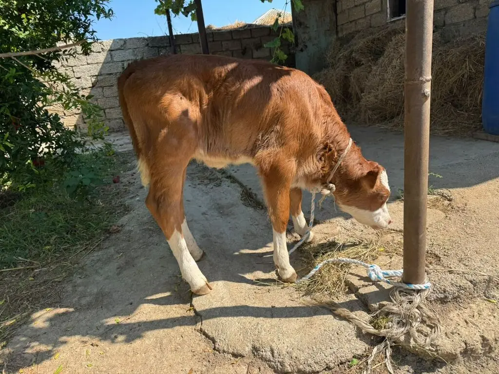 Balalı inək — Heyvanlar, Quşlar, Balıqlar, Bakı