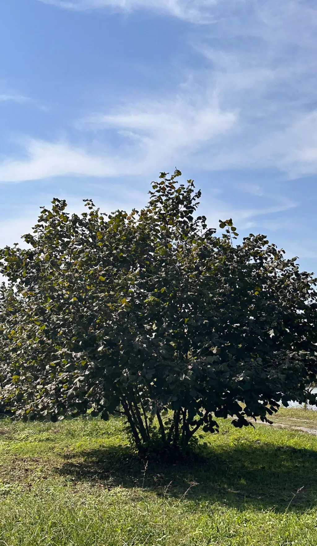 Fındıq tingi — Dənlilər, Otlar Yemlər,  Bitkilər, Qax
